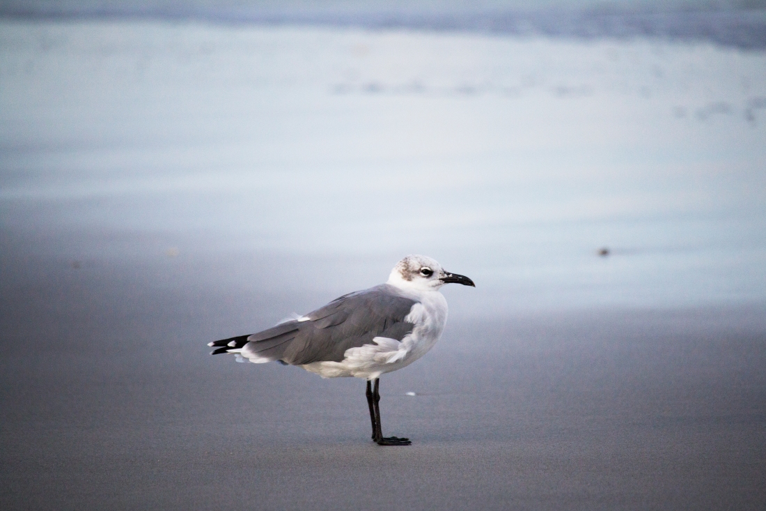 Seagull Solo. Shot with a Canon 70D.