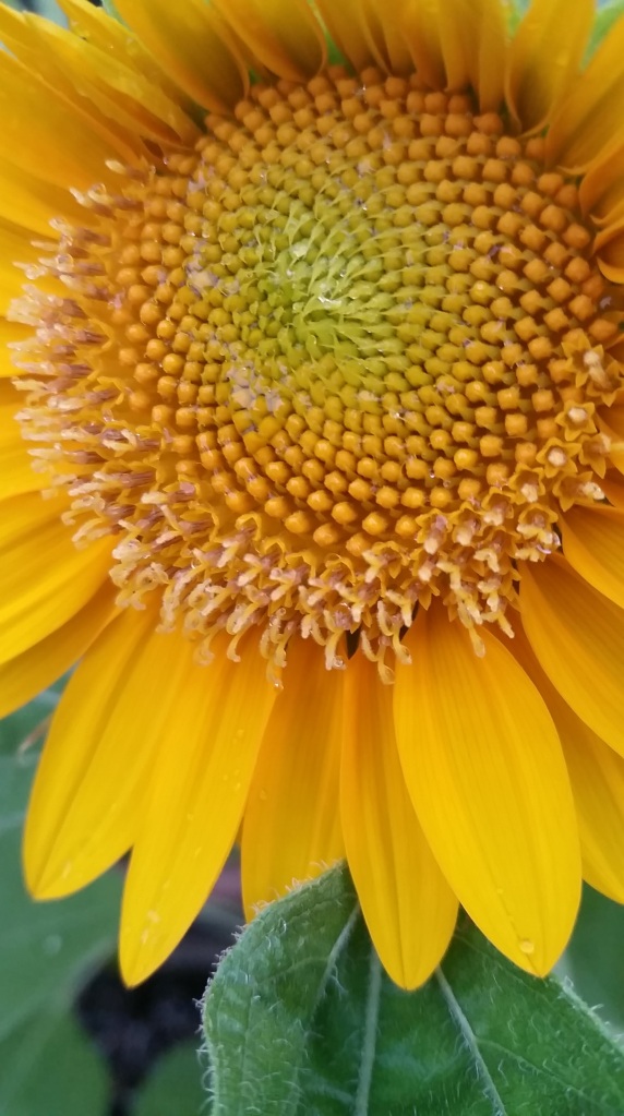 Sunflower burst. Shot with a Samsung Galaxy S5.